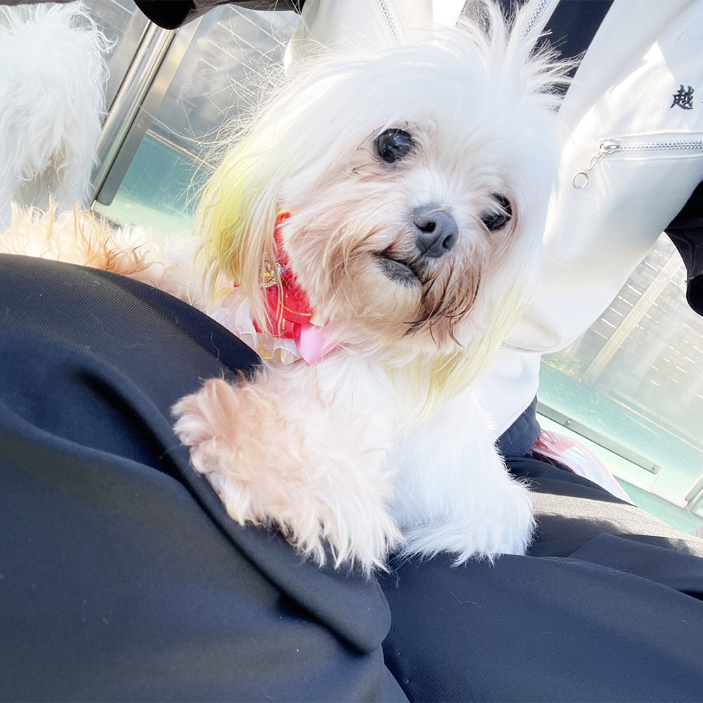 生徒が撮影したモデル犬の写真♪